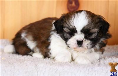 Shih Tzu Puppies for Sale