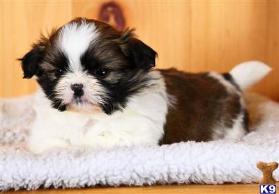 Shih Tzu Puppies for Sale