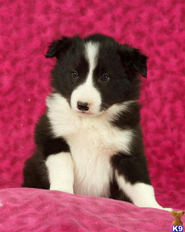 Border Collie Puppies in PA