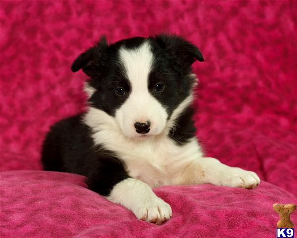 Border Collie Puppies in PA