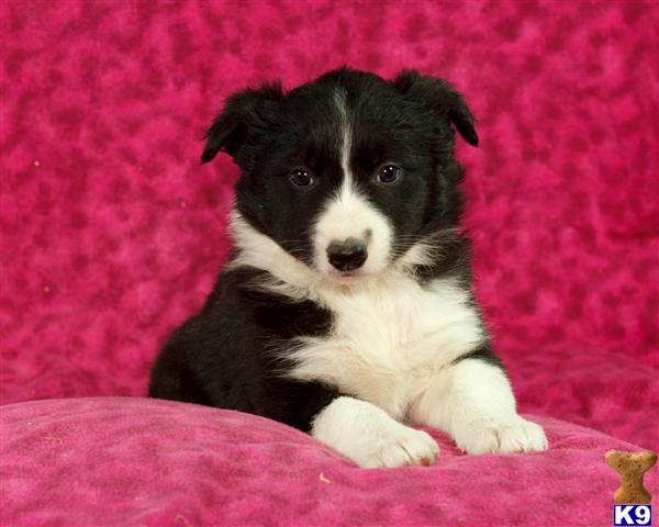 Border Collie Puppies in PA