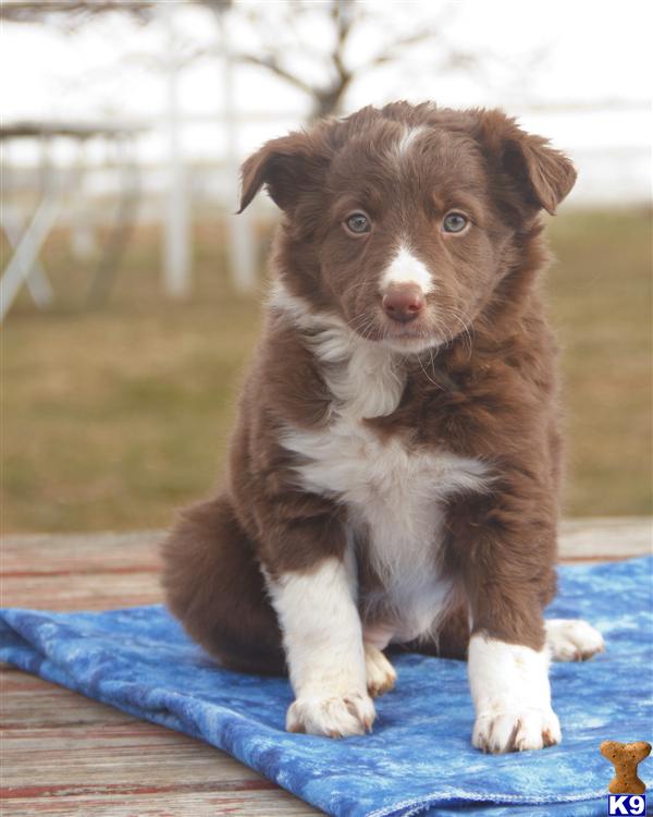 Border Collie Puppies in PA