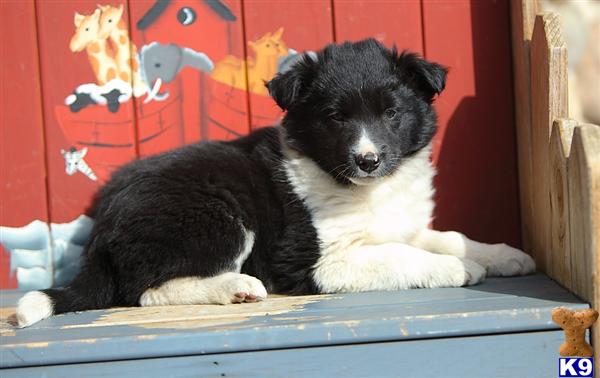 Border Collie Puppies in PA