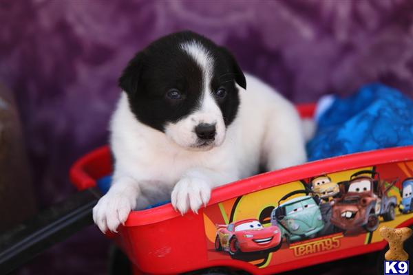 Border Collie Puppies in PA