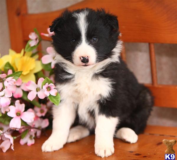 Border Collie Puppies in PA