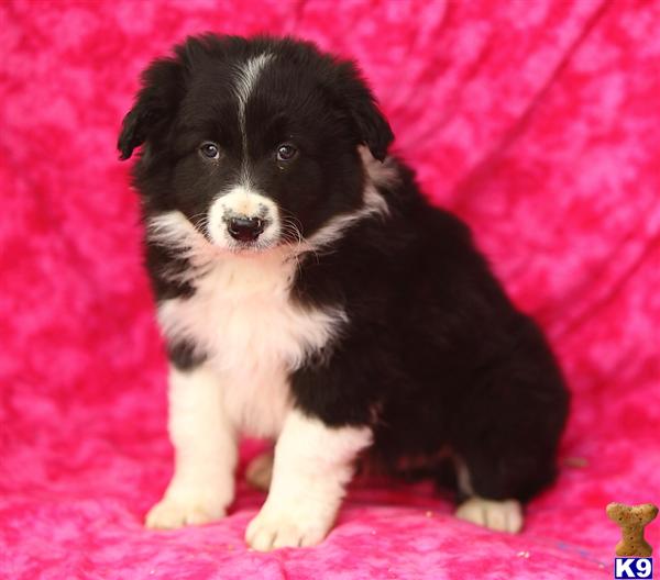 Border Collie Puppies in PA
