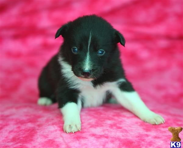 Border Collie Puppies in PA