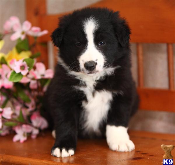Border Collie Puppies in PA