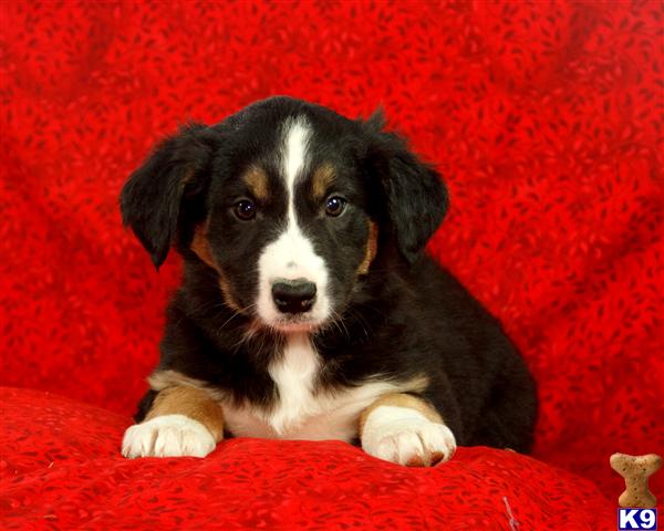 Border Collie Puppies in PA