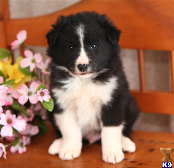 Border Collie Puppies in PA