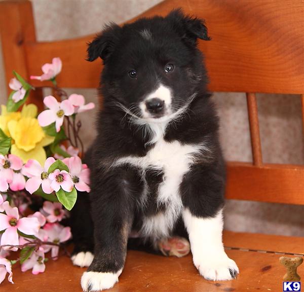 Border Collie Puppies in PA