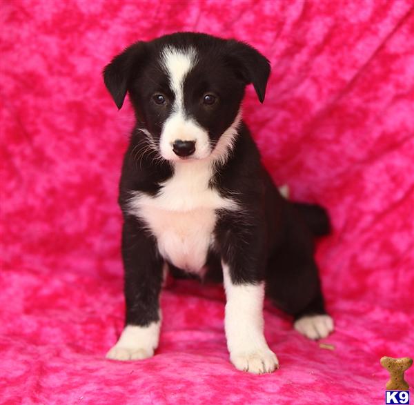 Border Collie Puppies in PA