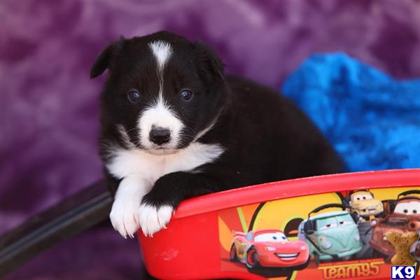 Border Collie Puppies in PA