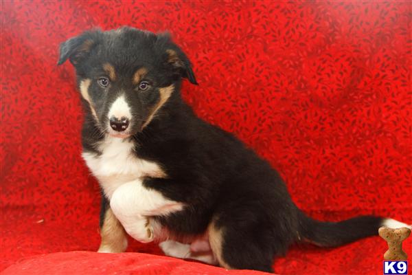 Border Collie Puppies in PA
