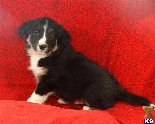 Border Collie Puppies in PA