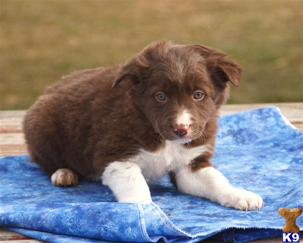 Border Collie Puppies in PA