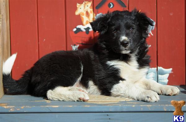 Border Collie Puppies in PA
