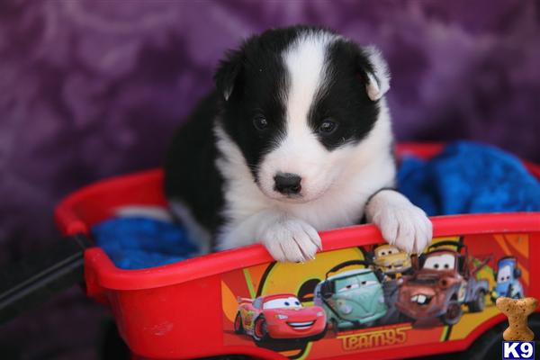 Border Collie Puppies in PA