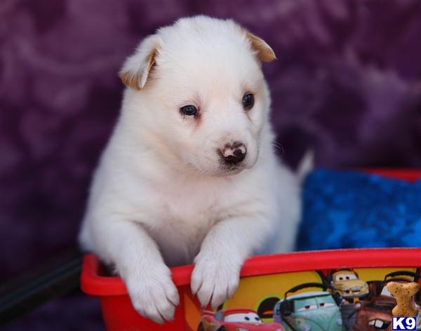 Border Collie Puppies in PA