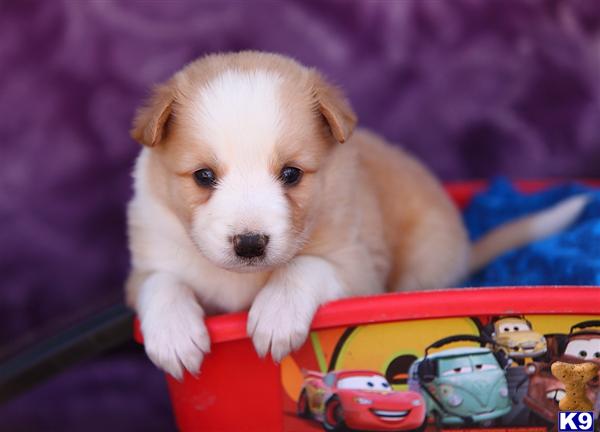 Border Collie Puppies in PA