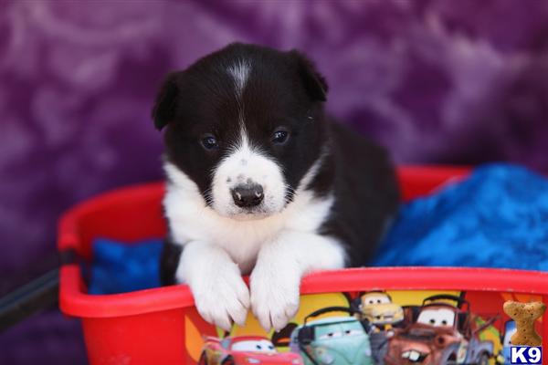 Border Collie Puppies in PA