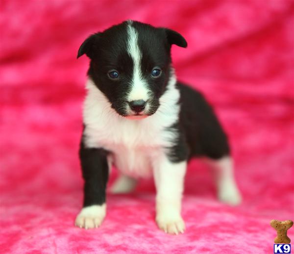 Border Collie Puppies in PA