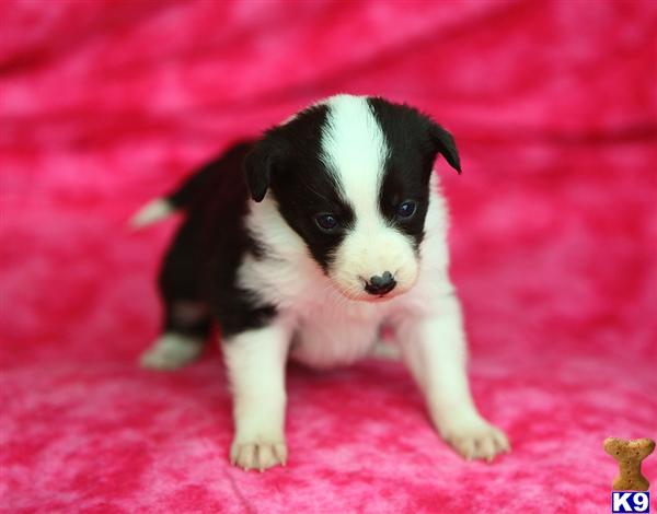 Border Collie Puppies in PA
