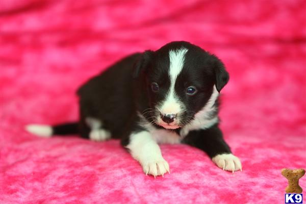 Border Collie Puppies in PA