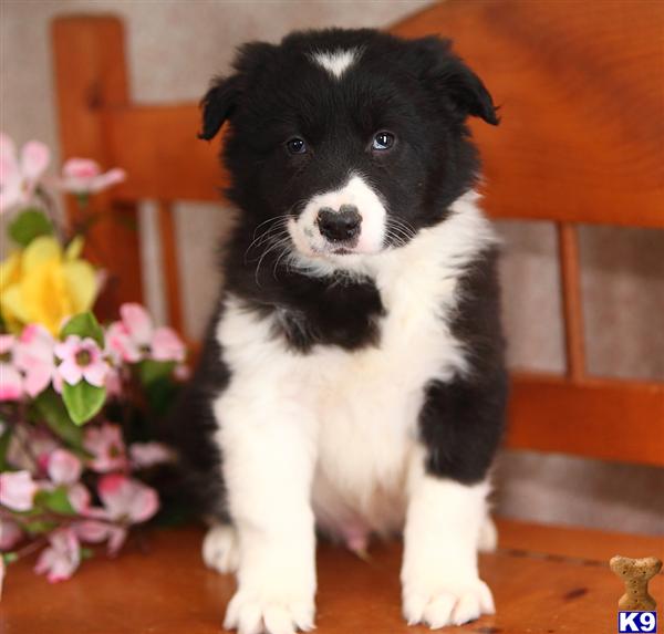 Border Collie Puppies in PA