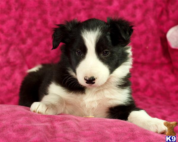 Border Collie Puppies in PA