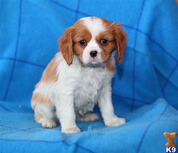 Cavalier King Charles Spaniel Puppies