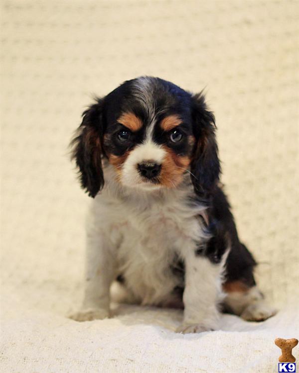 Cavalier King Charles Spaniel Puppies