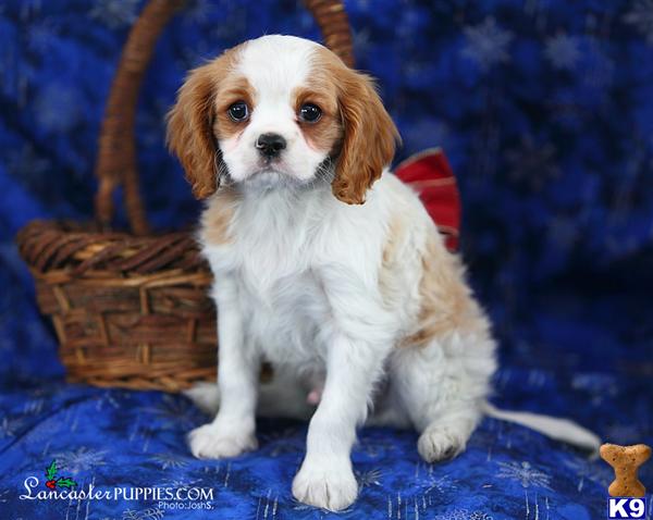 Cavalier King Charles Spaniel Puppies