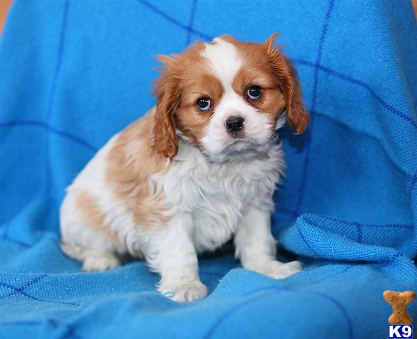 Cavalier King Charles Spaniel Puppies