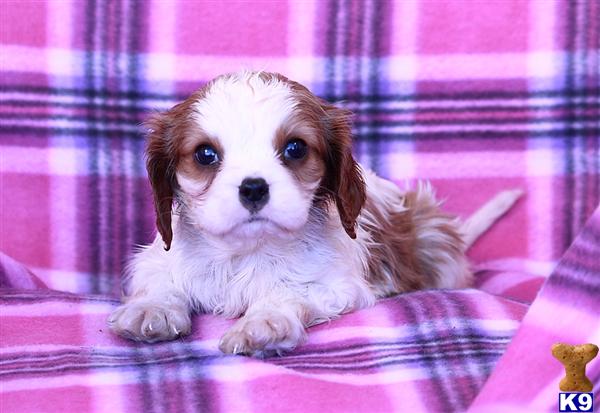 Cavalier King Charles Spaniel Puppies