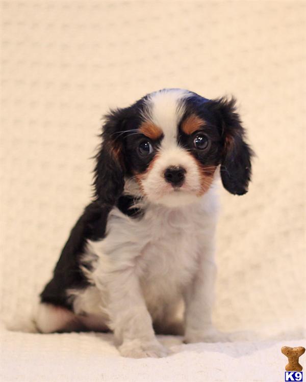 Cavalier King Charles Spaniel Puppies