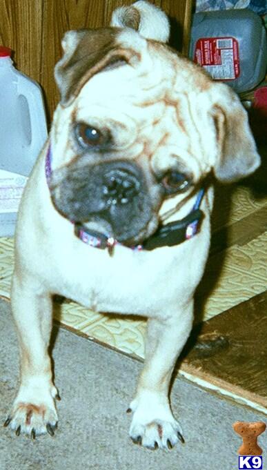 Stud Dogs - Pug