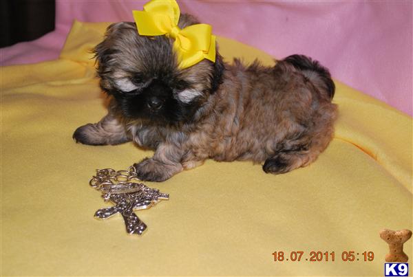 Female+shih+tzu+puppies+for+sale+in+texas