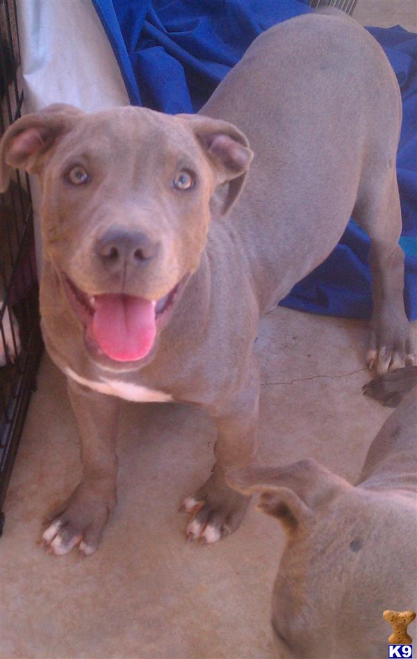 Puppies in Oklahoma city