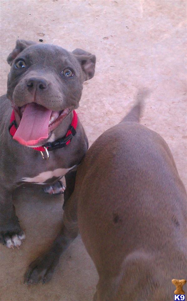 Puppies in Oklahoma city