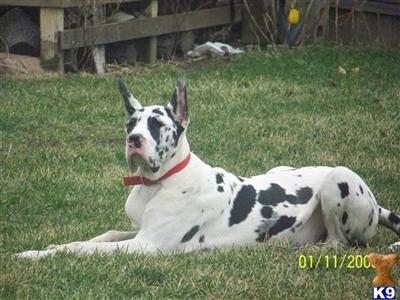 Stud Dogs - Great Dane