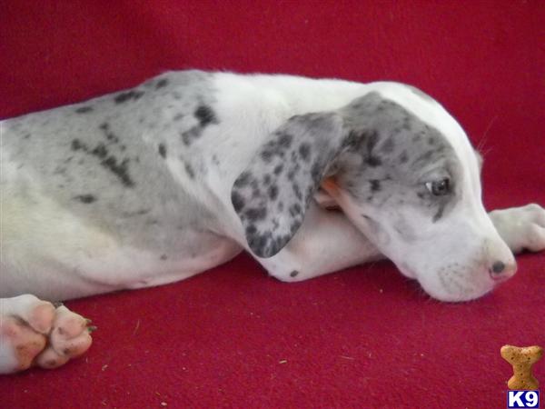 Puppies in Elwood
