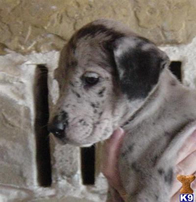 Great Dane Puppies in TX
