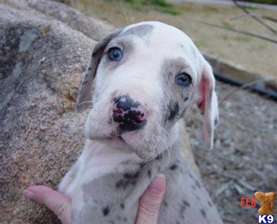 Great Dane Puppies in TX