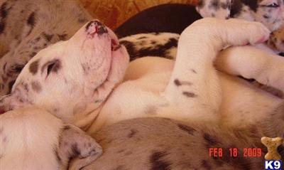 Great Dane Puppies in TX