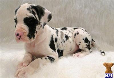 Great Dane Puppies in TX