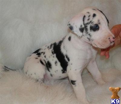 Great Dane Puppies in TX