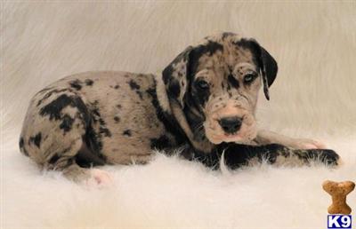 Great Dane Puppies in TX