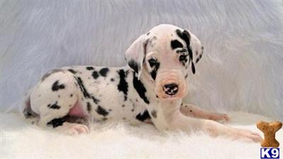 Great Dane Puppies in TX