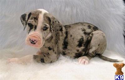 Great Dane Puppies in TX